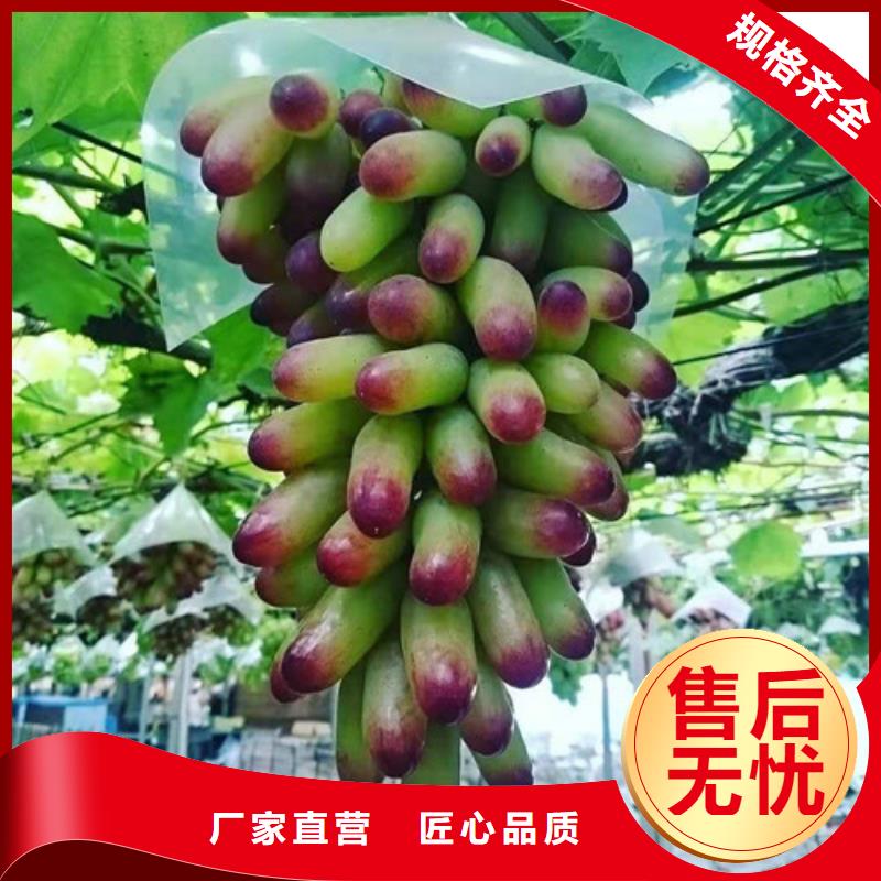 葡萄大棚草莓苗工厂批发