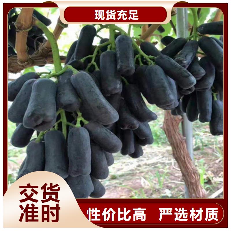 葡萄黄桃苗多种规格库存充足