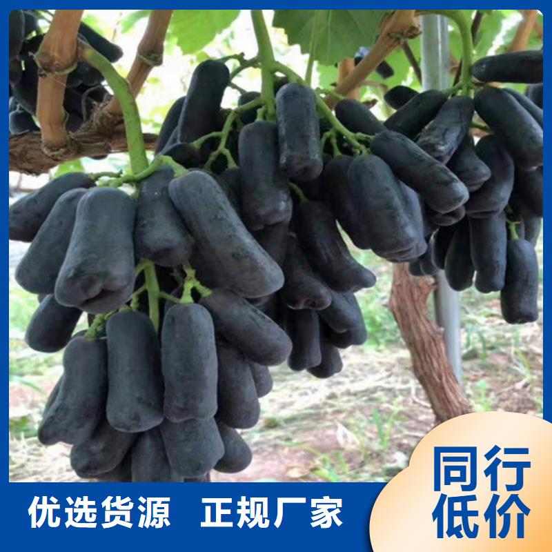 葡萄,獼猴桃苗實拍展現(xiàn)