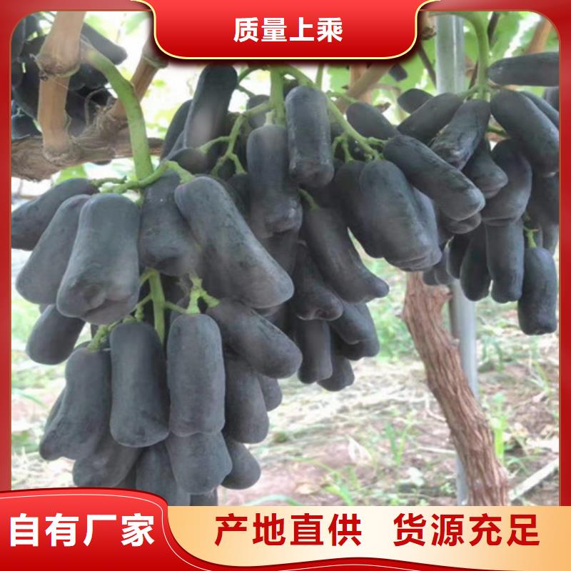 葡萄,蘋果苗物流配送