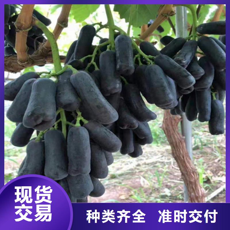 葡萄樱桃树苗厂家直营