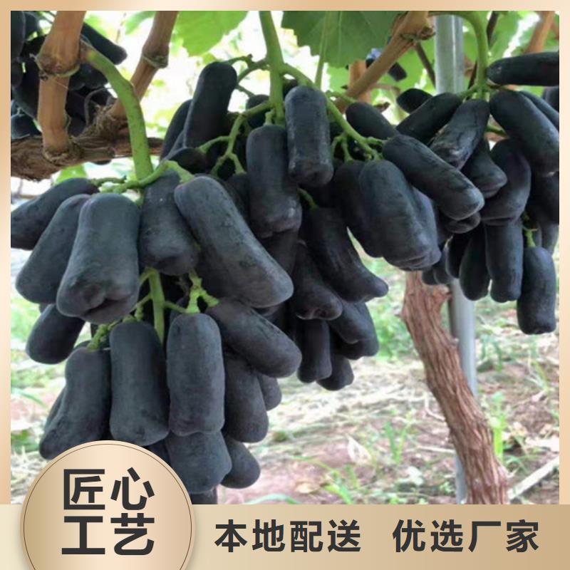 葡萄烟福8苹果苗真实拍摄品质可靠