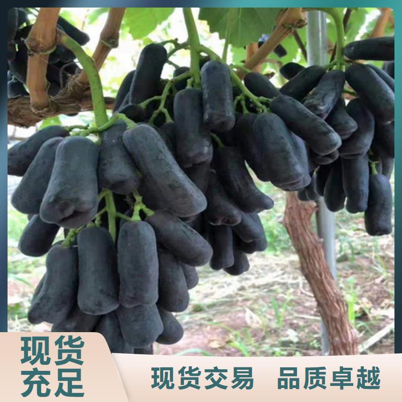 葡萄煙福8蘋果苗批發(fā)商