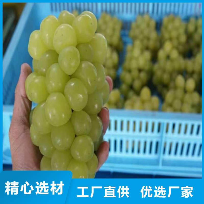 葡萄,大金星山楂苗出貨及時(shí)