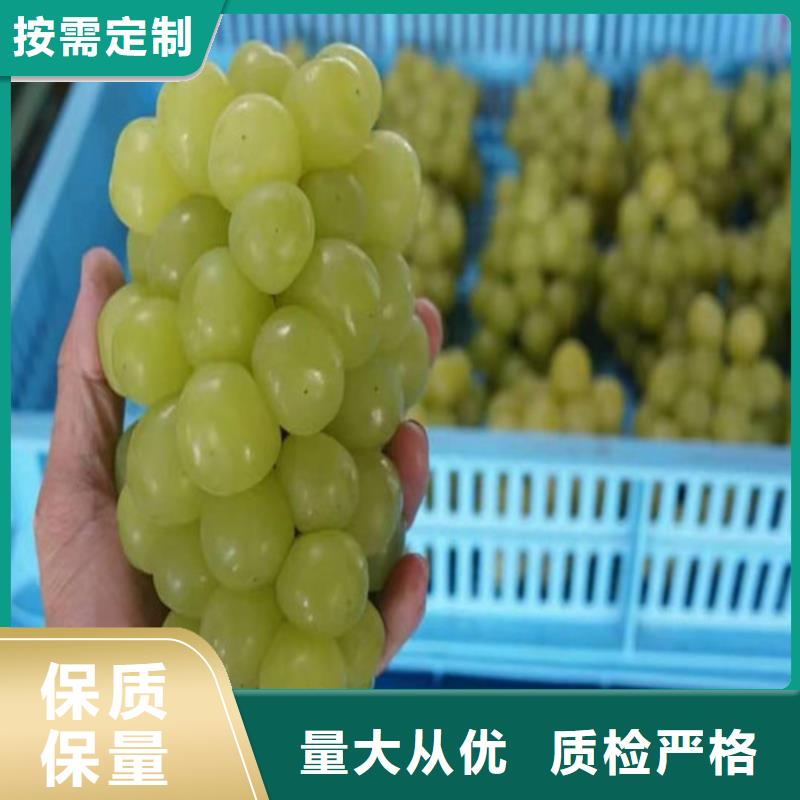 葡萄花椒苗源頭廠家直銷(xiāo)