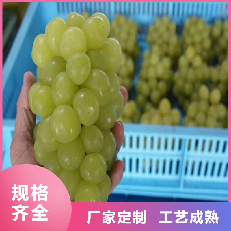 葡萄辣椒苗多年實力廠家