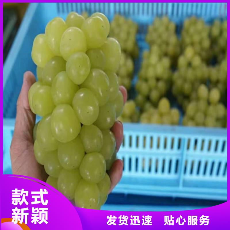葡萄大棚草莓苗實(shí)拍品質(zhì)保障