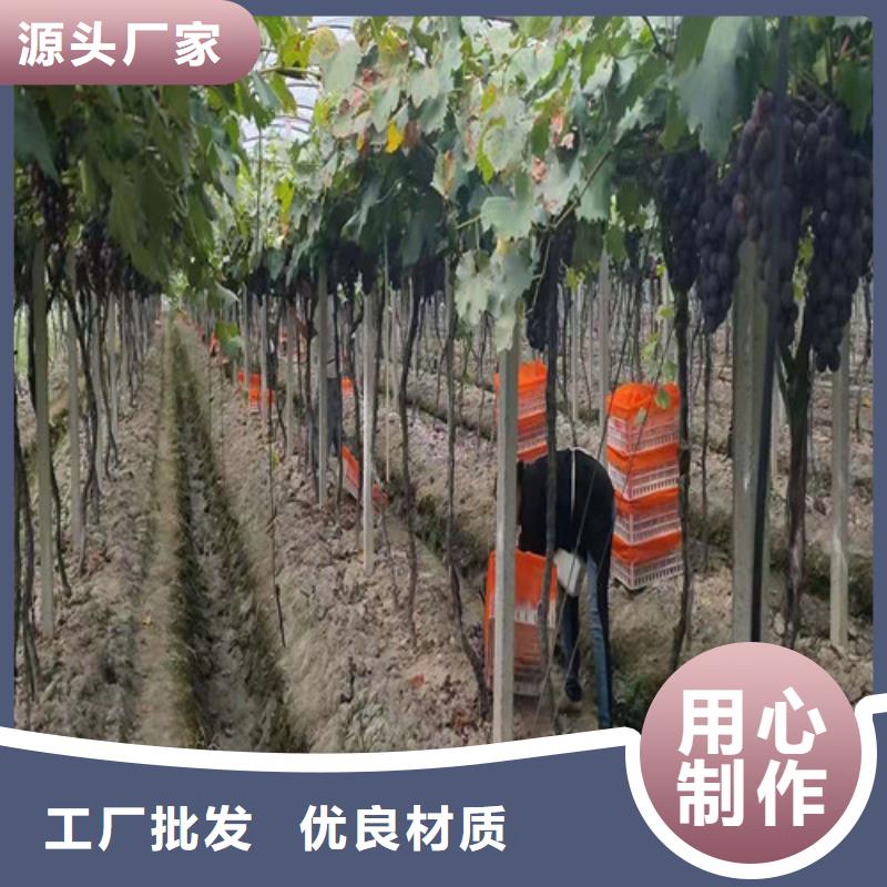 葡萄,车厘子苗大量现货供应