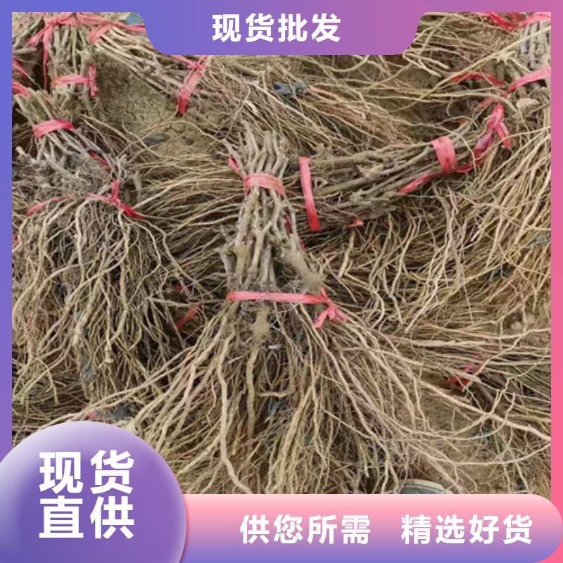 葡萄山楂苗嚴(yán)謹(jǐn)工藝