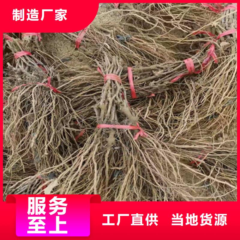 葡萄,獼猴桃苗實拍展現(xiàn)