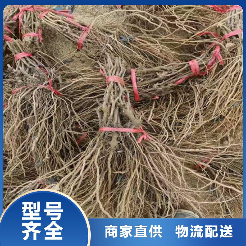 葡萄油蟠7-7服務始終如一