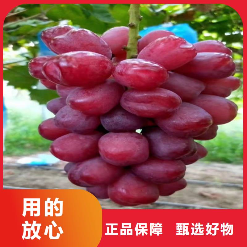 葡萄山楂苗嚴(yán)謹(jǐn)工藝
