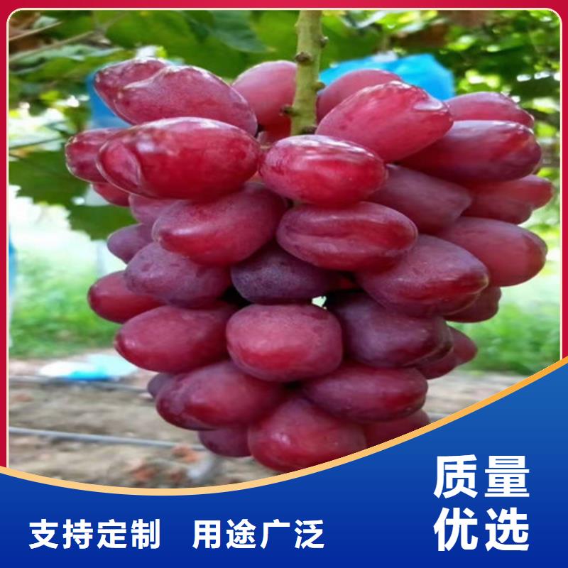 葡萄山楂树苗自有生产工厂