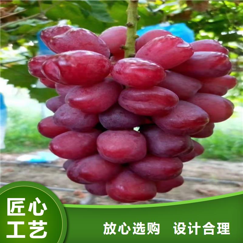 葡萄黄桃苗多种规格库存充足