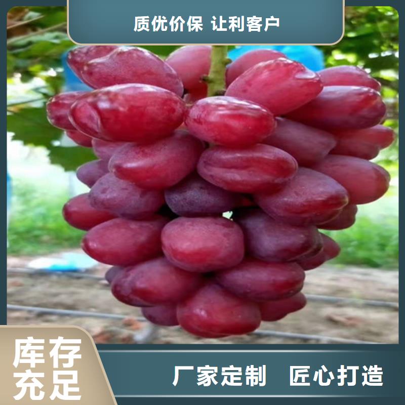 晨香葡萄樹苗