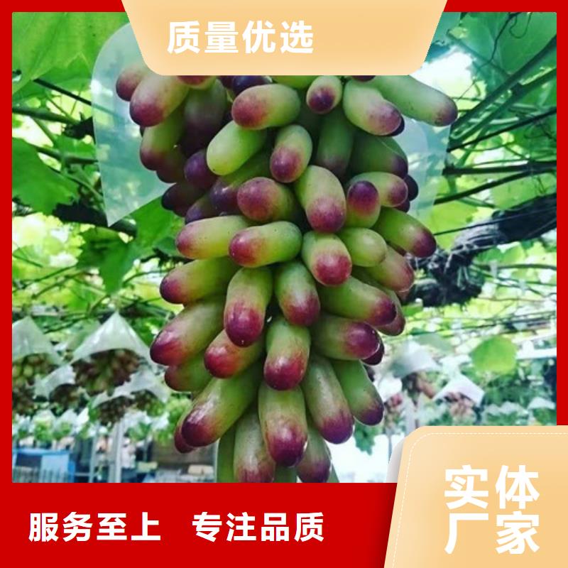 葡萄山楂苗嚴(yán)謹(jǐn)工藝