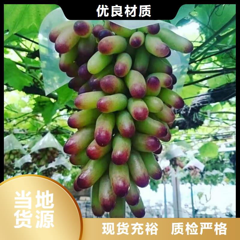 葡萄板栗樹大廠家實力看得見