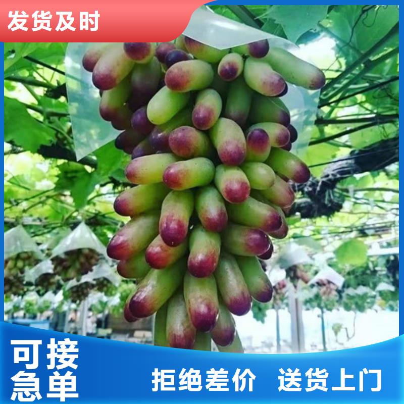 白雞心葡萄苗幾年結(jié)果