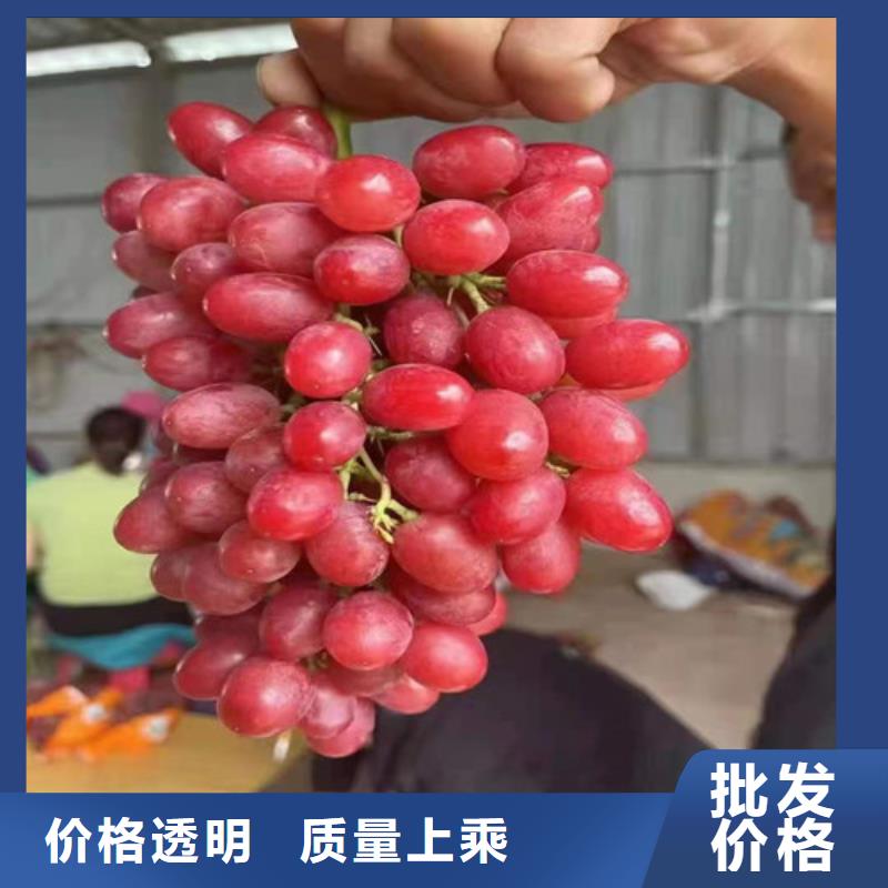 葡萄山楂苗为您精心挑选