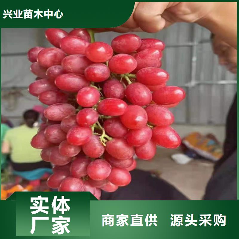葡萄黄桃苗多种规格库存充足