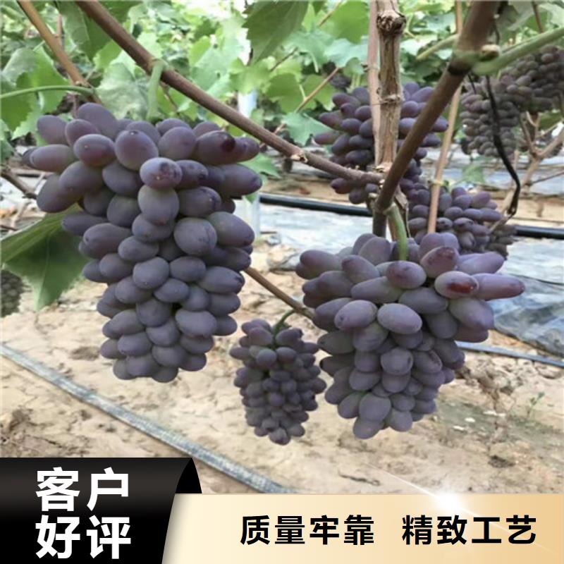 葡萄-花椒苗高質(zhì)量高信譽