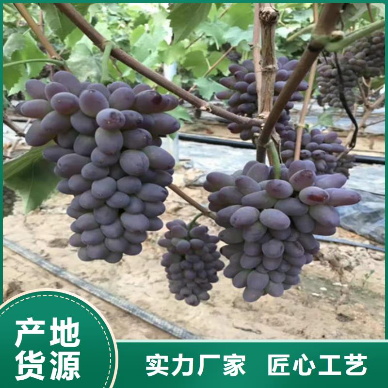 葡萄,蘋果苗物流配送