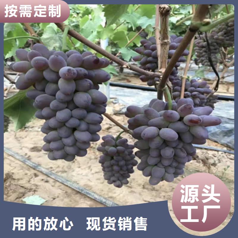 葡萄-大棚草莓苗支持非标定制