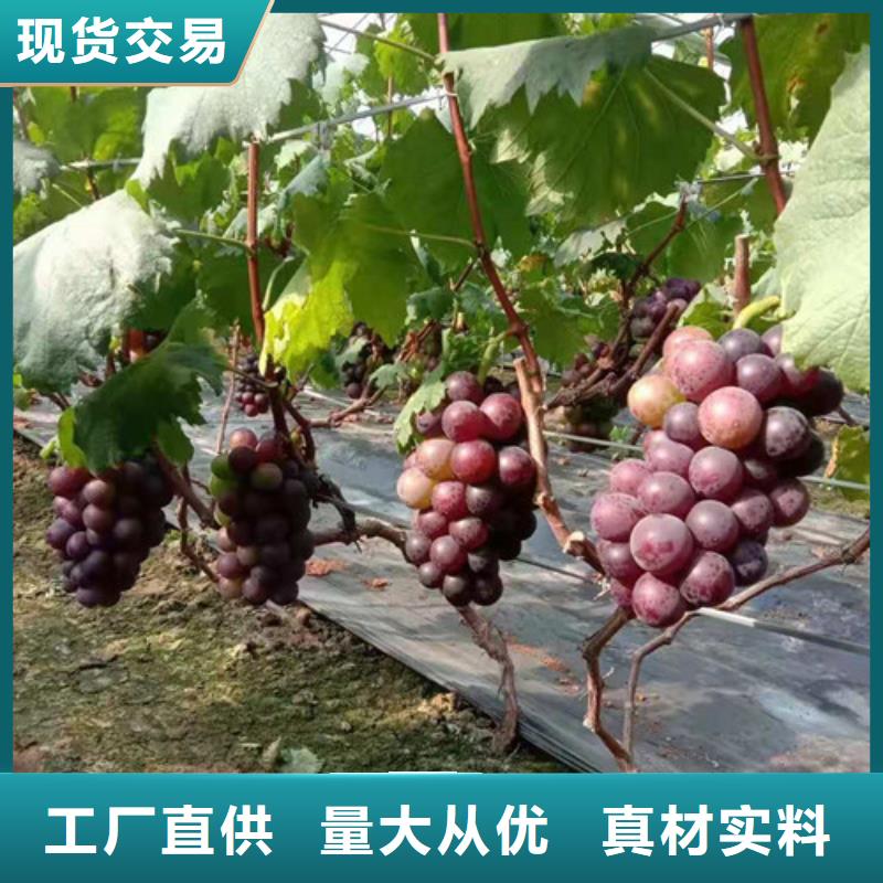 葡萄黄桃苗多种规格库存充足