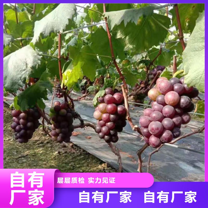 葡萄-大棚草莓苗支持非标定制