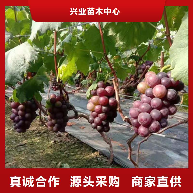 葡萄煙福8蘋果苗批發(fā)商