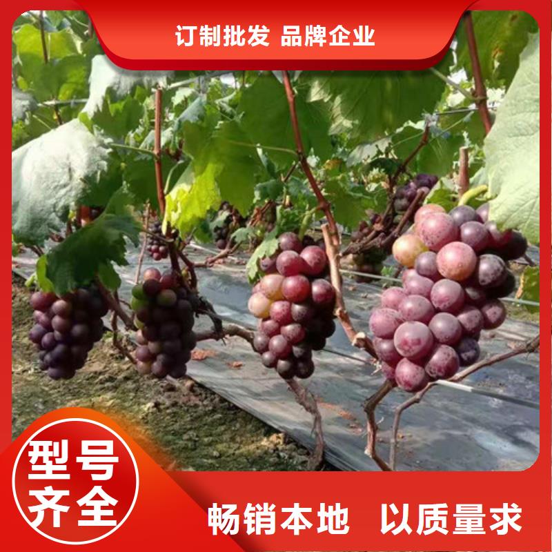葡萄,樱桃树苗优质工艺