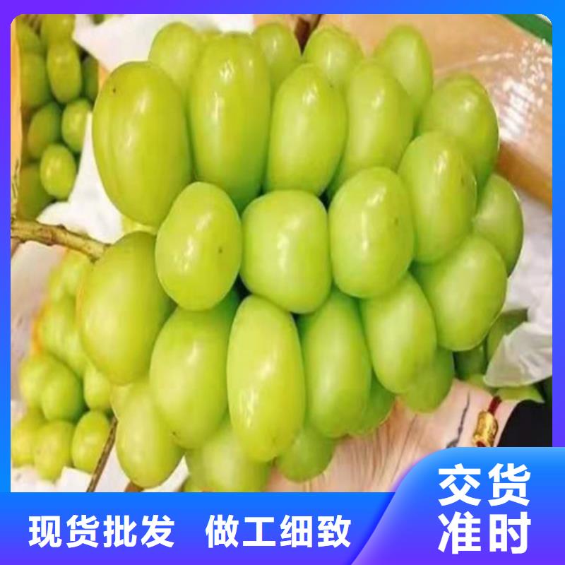 葡萄板栗樹大廠家實力看得見
