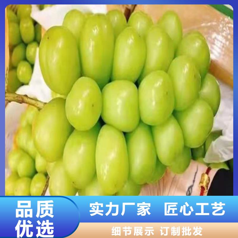 葡萄大棚草莓苗工厂批发