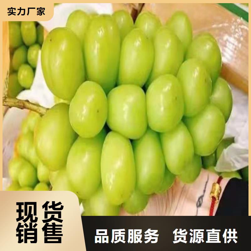 葡萄,大棚草莓苗诚信厂家