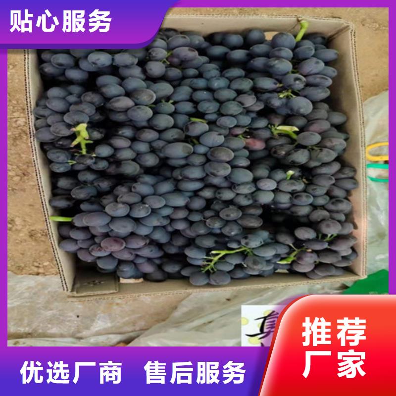黑色甜菜葡萄樹苗