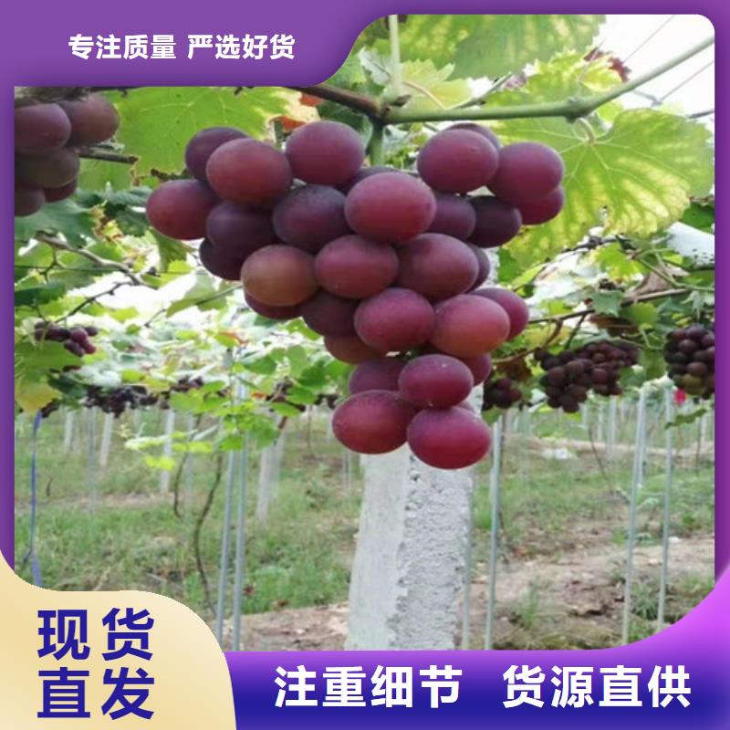 葡萄山楂树苗自有生产工厂