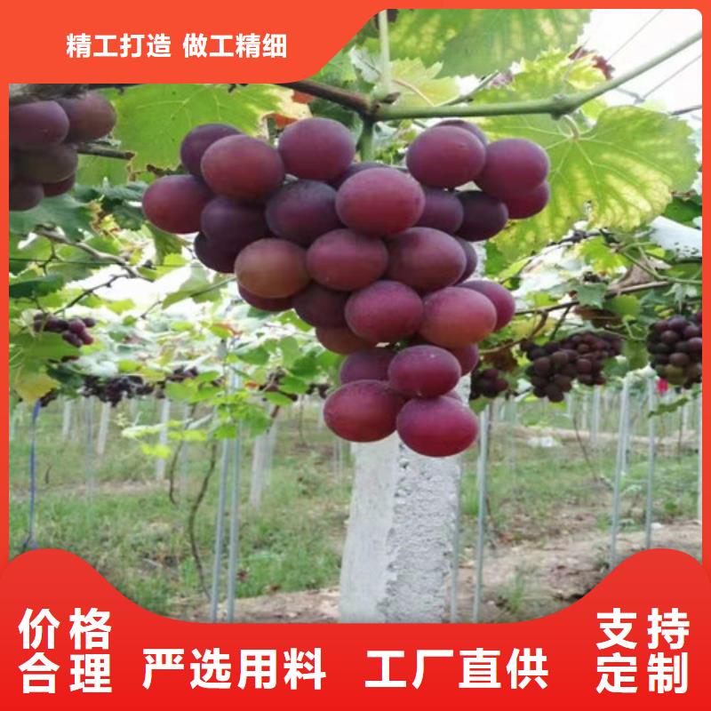葡萄大棚草莓苗實(shí)拍品質(zhì)保障