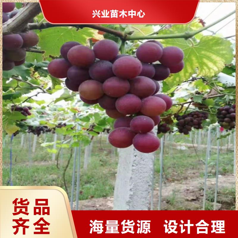 葡萄1公分杏树苗出货快