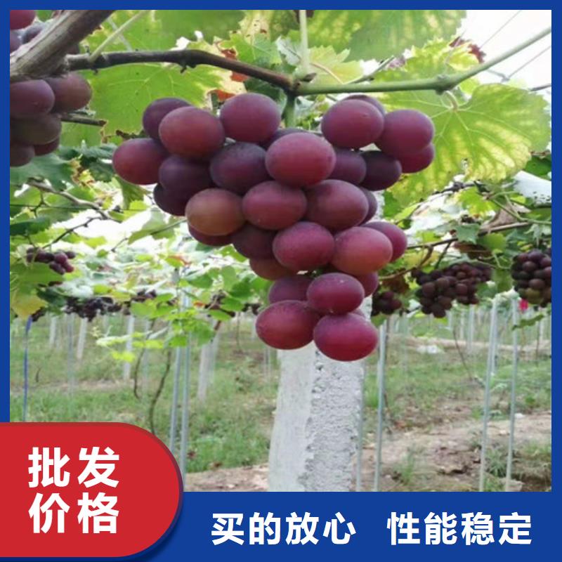 葡萄山楂苗嚴(yán)謹(jǐn)工藝