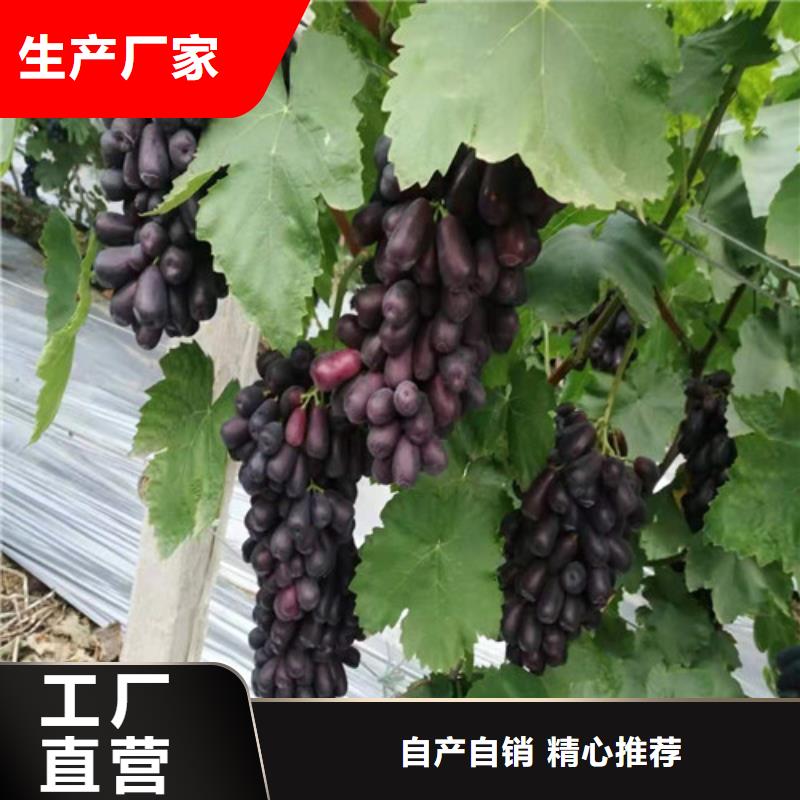葡萄,猕猴桃苗实拍展现