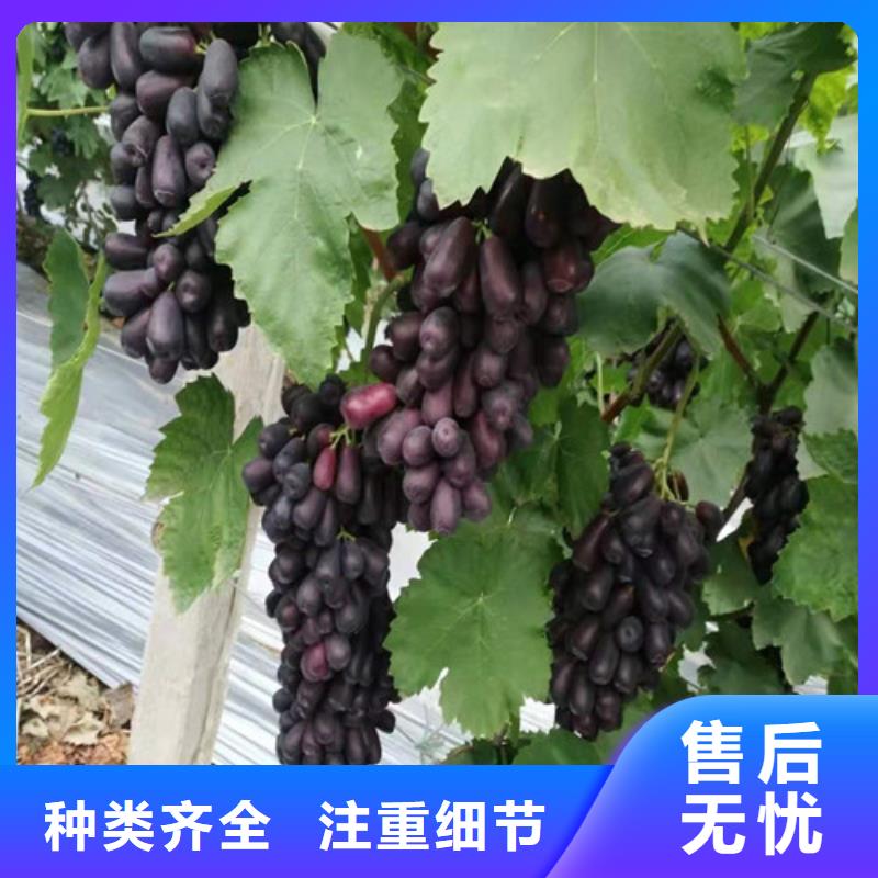 葡萄山楂树苗多年实力厂家