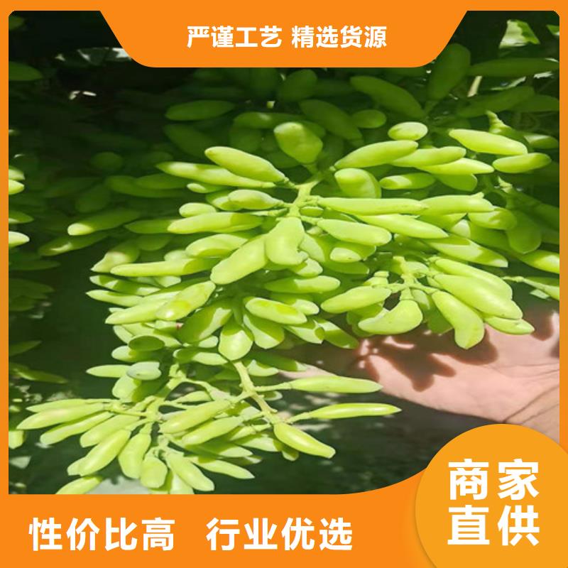 葡萄猕猴桃苗随到随提