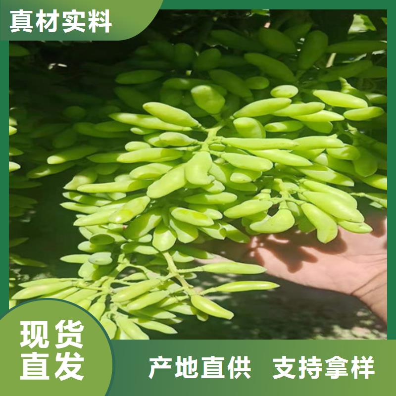 晨香葡萄樹苗