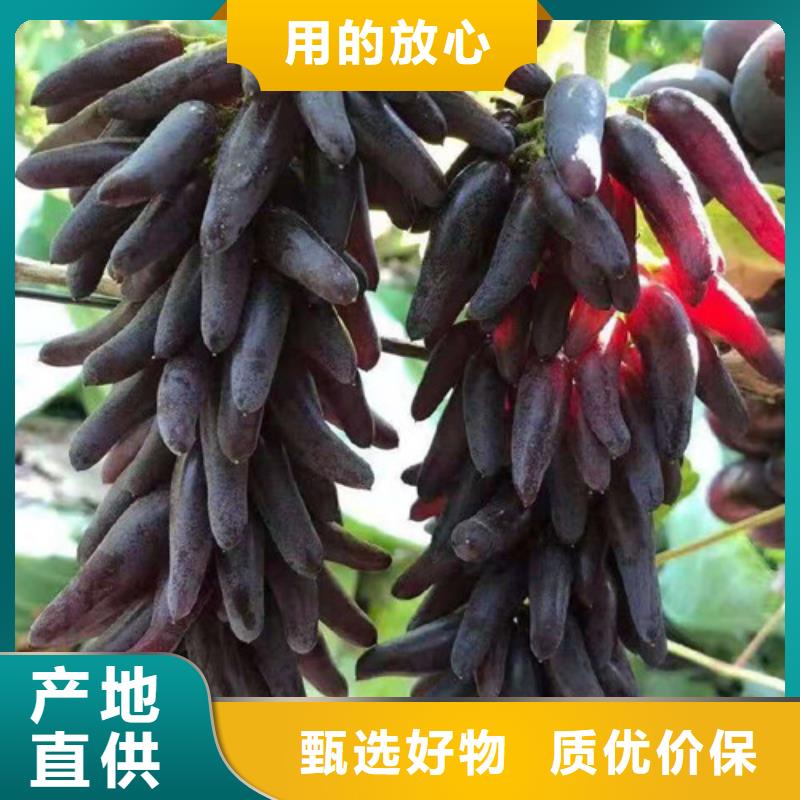葡萄秋月梨苗设备齐全支持定制