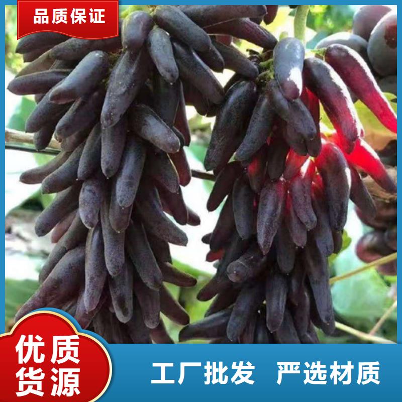葡萄,樱桃树苗优质工艺