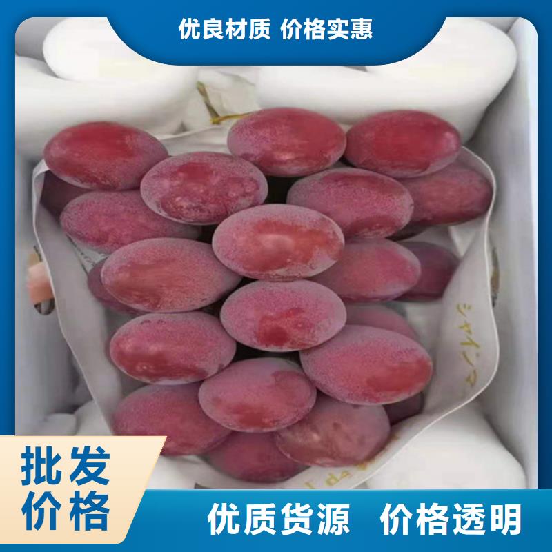 葡萄辣椒苗型号齐全