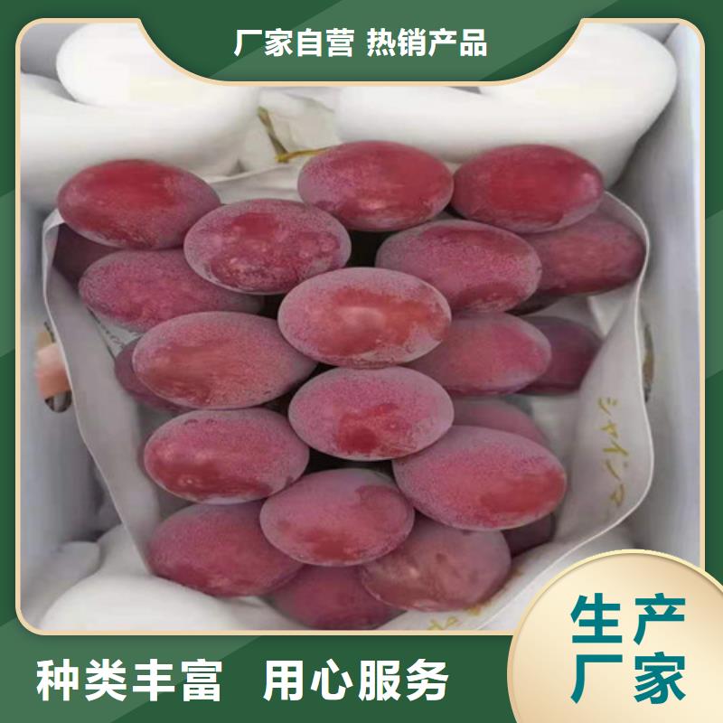 早霞玖瑰葡萄樹苗一畝地利潤(rùn)