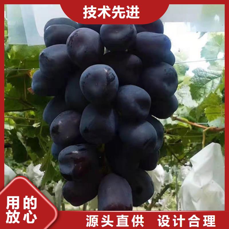 葡萄,樱桃树苗优质工艺