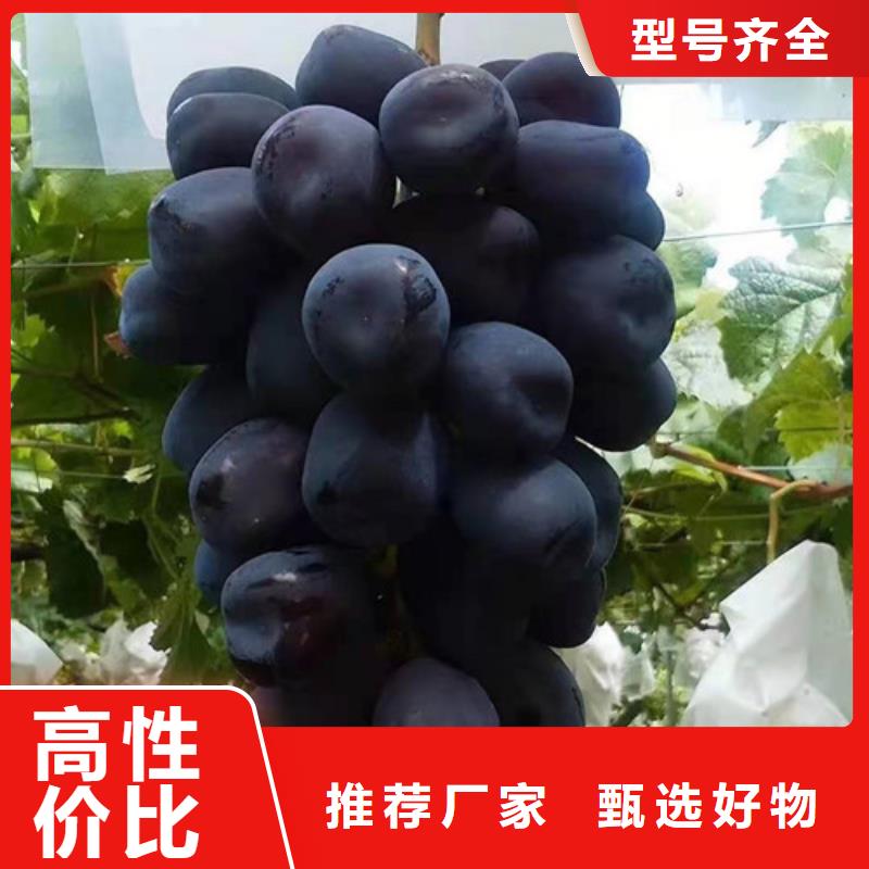 葡萄1公分杏树苗出货快