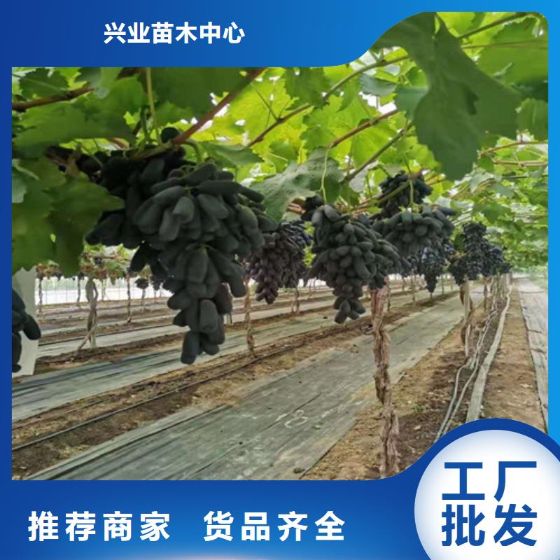 葡萄紅耔山楂苗實(shí)體廠家大量現(xiàn)貨